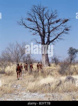 La Namibie, l'Est Bushmanland, Tsumkwe. Une bande de chasseurs-cueilleurs !Kung chefs pour un boabab tree fruit peut être vu depuis la pendaison Banque D'Images