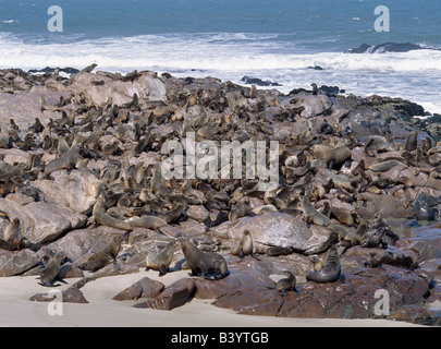 La Namibie, Désert du Namib Central, Cape Cross. Une colonie de phoques à fourrure du Cap (Arctocephalus pusillus) à Cape Cross, situé Banque D'Images