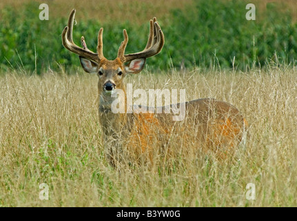 Cerf de Virginie Odocoileus virginianus velvet Buck dans l'Est des États-Unis Banque D'Images