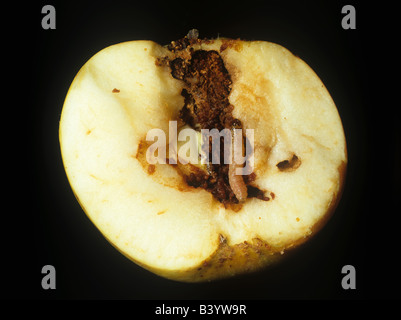 Carpocapse Cydia pomonella caterpillar dans une galerie dans une des sections de pomme fruit Banque D'Images