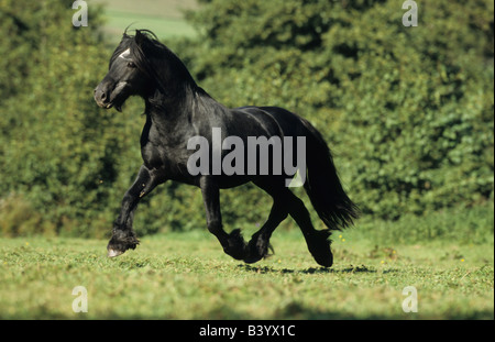 Poney Fell (Equus caballus), étalon trottant sur un pâturage Banque D'Images