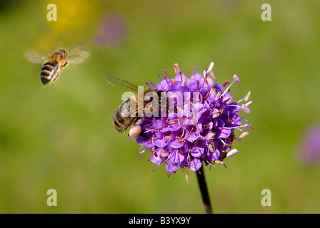 Royaume-uni abeille en vol et sur le champ de fleurs sauvages scabious Banque D'Images