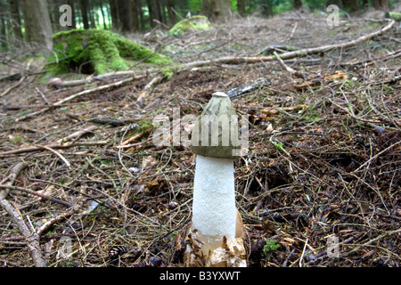 Phalle impudique (Phallus impudicus) croissant dans un bois de pin, photo montrant l'emplacement. Banque D'Images