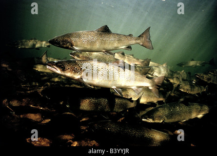Zoologie / animaux, poissons, saumon (Salmo salar), nage à contre courant, distribution : le nord de l'Atlantique, slamons, sh Banque D'Images