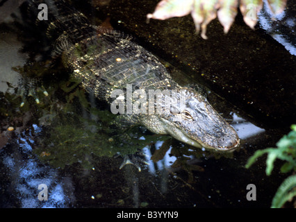 Zoologie / animaux, reptiles, Saltwater Crocodile (Crocodylus porosus), dans l'eau, distribution : terretories de Pacific Banque D'Images