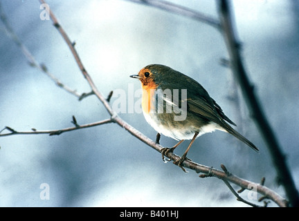 Zoologie / animaux, oiseaux / aviaire, Ardéidés, Européen Robin (Erithacus rubecula aux abords), assis sur la distribution, de la direction générale : l'Europe, ni Banque D'Images