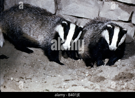 Zoologie / animaux, Mammifères Mammifères /, la martre, le blaireau eurasien, (Meles meles), deux blaireaux, distribution : l'Europe centrale à l'Asi Banque D'Images