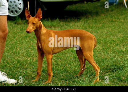 Zoologie / animaux, Mammifères Mammifères /, les chiens (Canis lupus familiaris), Pharaon Hound, égyptienne, debout dans l'herbe, chien, animal, Banque D'Images