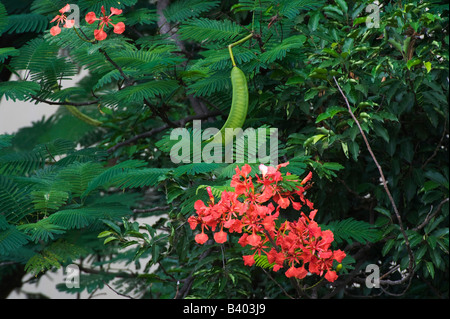 Delonix regia. Arbre généalogique Poinciana gousses et des fleurs en Inde Banque D'Images