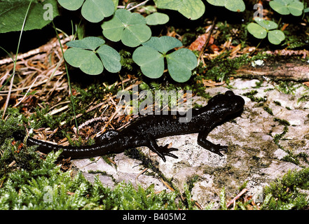Zoologie / animaux, amphibien, salamander, Alpine, salamandre (Salamandra atra), dans le bois, trèfle en arrière-plan, la distribution : Alp Banque D'Images