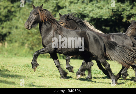 Poney Fell (Equus caballus), troupeau trottant sur un pâturage Banque D'Images