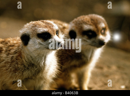 Zoologie / animaux, Mammifères Mammifères /, Meerkat, (Suricata suricatta), deux suricates, distribution : le sud de l'Afrique, des animaux, de l'Herpe Banque D'Images