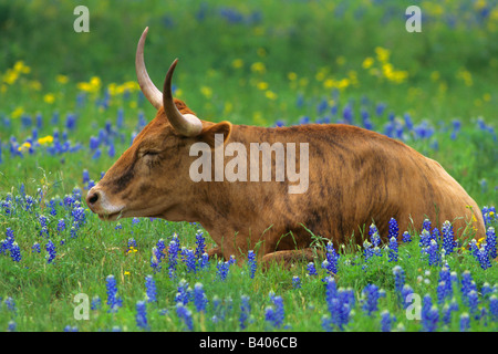 Texas Longhorn en pâturage, Texas Banque D'Images