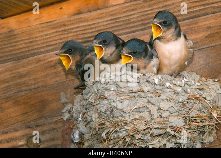 Mère Hirondelle rustique Hirundo rustica nourrir les oisillons E USA, par George E Stewart/Dembinsky Assoc Photo Banque D'Images