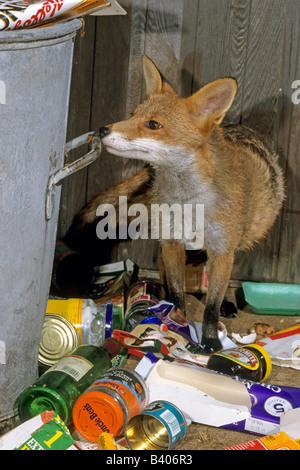 Le renard roux (Vulpes vulpes) pour l'alimentation de récupération autour de poubelle Banque D'Images