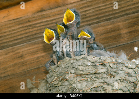 Mère Hirondelle rustique Hirundo rustica nourrir les oisillons E USA, par George E Stewart/Dembinsky Assoc Photo Banque D'Images