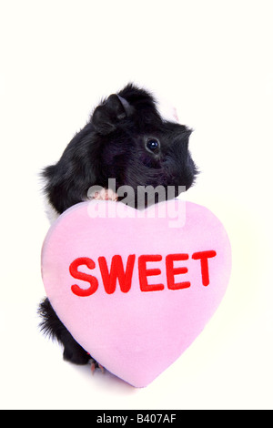 Cute Valentine noir et blanc ou de cobaye Cavia avec coeur rose que dire s Sweet isolé sur fond blanc Banque D'Images