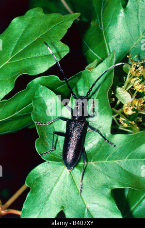 Zoologie / animaux, insecte, Cerambycidae, musc beetle (Aromia moschata), assis sur feuille, distribution : l'Europe, d'Asie, d'insectes, Co Banque D'Images