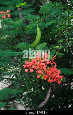 Arbre généalogique Poinciana, Delonix regia, les coupelles de semences et de fleurs Banque D'Images