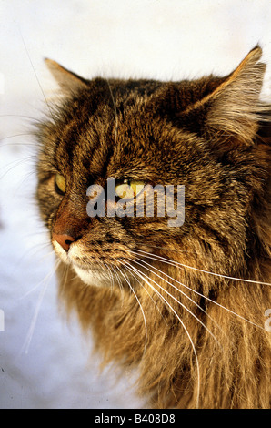 Zoologie / animaux, Mammifères Mammifères /, chats, (Felidae), allemand, Angora tabby, portrait, close-up, chat angora, chat, pedigree, dom Banque D'Images