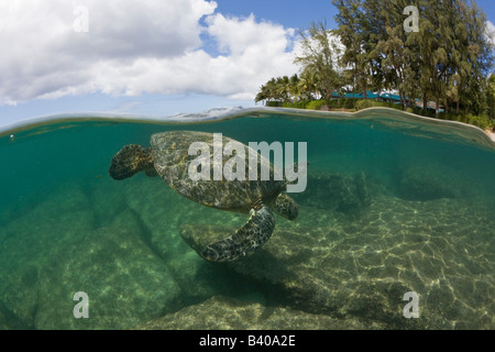 La Tortue verte Chelonia mydas Océan Pacifique Oahu Hawaii USA Banque D'Images