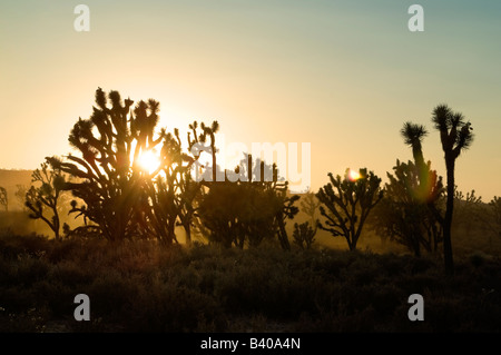 Joshua Tree (Yucca brevifolia) qui se profile dans le coucher du soleil au Grand Canyon, Arizona, USA. Banque D'Images