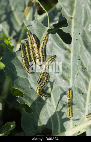 Les chenilles blanc chou chou Pieris brassicae sur Banque D'Images