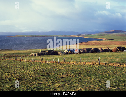 dh Swanbister Bay ORPHIR ORKNEY Scottish Croft Farm Fields Scala Flow Cottage scotland une ferme isolée îles maison bâtiments royaume-uni Banque D'Images