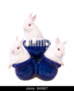 Petits lapins Nains Néerlandais blanc en céramique bleue dans le semoir ou pot isolé sur fond blanc Banque D'Images