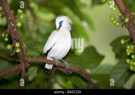 Bali Starling AKA Rothschild et mynah Bali myna (Leucopsar rothschildi), perché sur une branche Banque D'Images