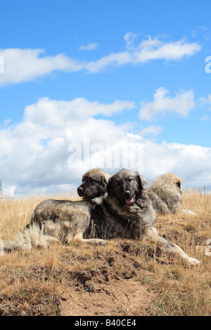 Deux chiens de montagne,Sarplaninec Banque D'Images