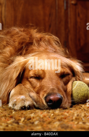 Golden Retriever dog de coucher avec un vieux, usé, balle de tennis. Banque D'Images
