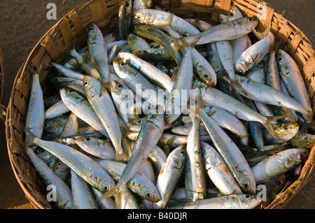 Un panier de sardines dans le cadre de la capture des pêcheurs locaux sur la plage de Varca Goa Inde Banque D'Images