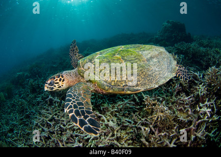 La tortue imbriquée Eretmochelys imbricata tortue de mer de l'île de Komodo en Indonésie Banque D'Images
