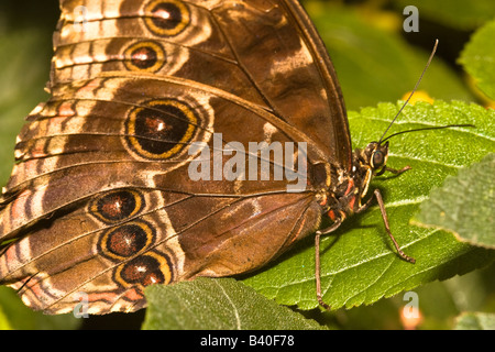 Blue Morpho Butterfly On Leaf Banque D'Images