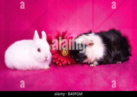 Mignon bébé blanc lapin nain néerlandais et en noir et blanc cochon d'Abbysinian avec des fleurs roses sur fond rose chaud Banque D'Images