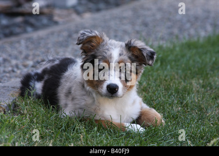Un mignon chiot berger australien, avec deux yeux de couleur différente, ressemble à l'appareil photo. avec curiosité Banque D'Images
