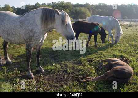 Quatre chevaux et poulains, Rosie, Ada, juin et Ike, à l'Danada Equestrian Center à Wheaton, Illinois Banque D'Images