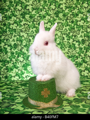 St Patricks Day white Netherland Dwarf Lapin vert sur fond de trèfle irlandais avec hat Banque D'Images