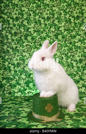 St Patricks Day white Netherland Dwarf Lapin vert sur fond de trèfle irlandais avec hat Banque D'Images