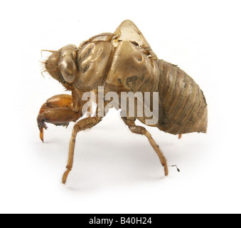 Dogday Tibicen canicularis (Harvestfly) -- une espèce de cigale -- jeter la peau de nymphe. Banque D'Images