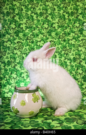 St Patricks Day white Netherland Dwarf Lapin vert sur fond de trèfle Banque D'Images