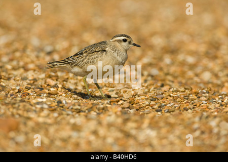 « Récent juvénile (Charadrius morinellus) sur plage de galets, Suffolk, Angleterre, RU Banque D'Images