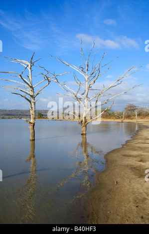 Lac Tagalala avec arbres morts, Selous, Tanzanie Banque D'Images