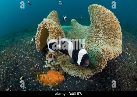 Saddleback poisson clown Amphiprion polymnus gardant une couvée d'oeufs orange à côté de leur anemone dans le Détroit de Lembeh Indonésie Banque D'Images