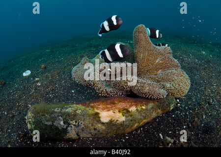 Saddleback poisson clown Amphiprion polymnus gardant une couvée d'oeufs déposés rougeâtre orange sur une vieille bouteille de verre Banque D'Images