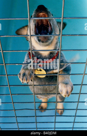 Puppy dog Barking in cage Banque D'Images