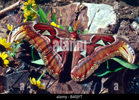 Zoologie / animaux, insectes, papillons, papillon Attacus Atlas, (atlas), au tronc de l'arbre, la distribution : Asie du Sud-Est, Lepidoptera, Banque D'Images