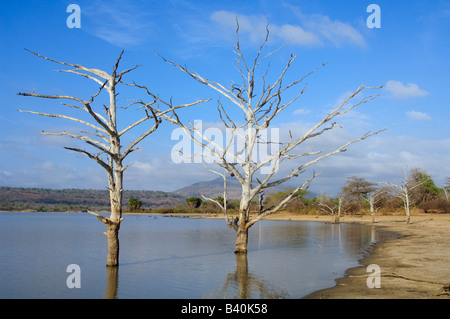 Lac Tagalala avec arbres morts, Selous, Tanzanie Banque D'Images