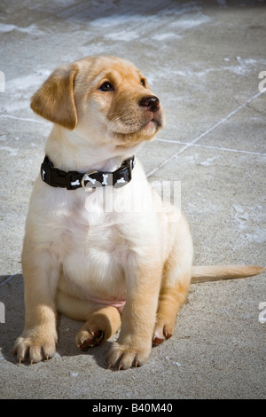 Chiot Labrador Retriever jaune, à 7 semaines. Banque D'Images